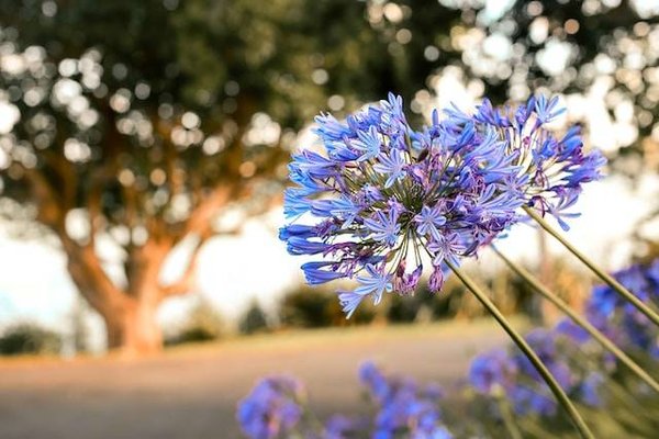 Quels sont les fleurs et plantes qui peuvent être suggérés par un paysagiste de Saint-Jean-de-Luz